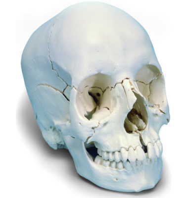 頭蓋骨22分解キット・ナチュラルカラー仕様