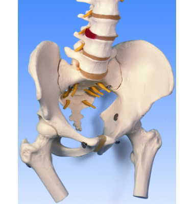 脊柱可動型モデル・大腿骨付