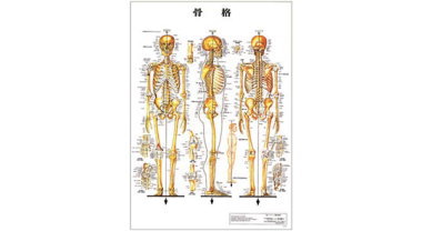 人体解剖学チャート（骨格）