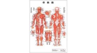 人体解剖学チャート(骨格筋)