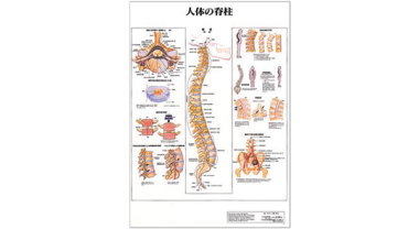 人体解剖学チャート(人体の脊柱)