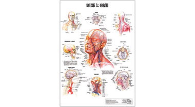 人体解剖学チャート(頭部と頚部)