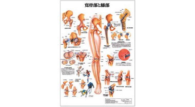 人体解剖学チャート(寛骨部と膝部)