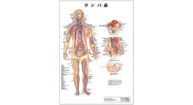 人体解剖学チャート（リンパ系）