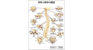人体解剖学チャート(脊椎と椎骨の構造)