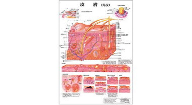 人体解剖学チャート(皮膚)