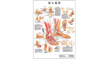 人体解剖学チャート（足と足首）