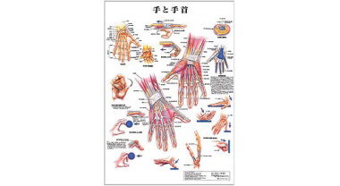 人体解剖学チャート（手と手首）