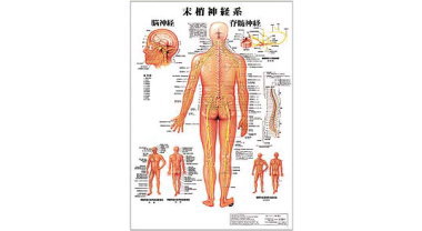 人体解剖学チャート（末梢神経系）