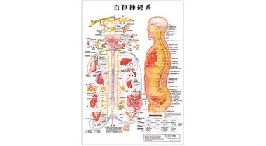 人体解剖学チャート(自律神経系)