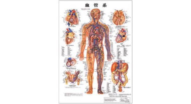人体解剖学チャート（血管系）