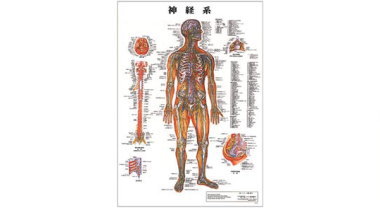 人体解剖学チャート（神経系）