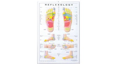 3D足のリフレクソロジーチャート（ポスターサイズ）